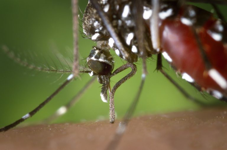 a mosquito's body full with blood