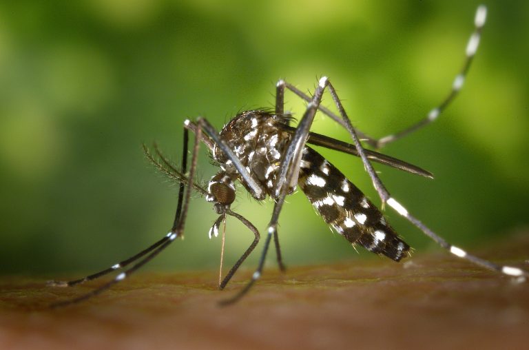 close view of female mosquito