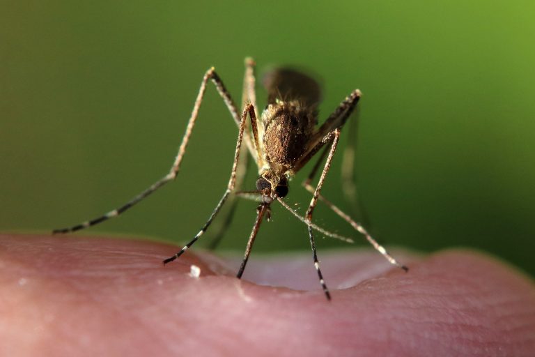 mosquito close view