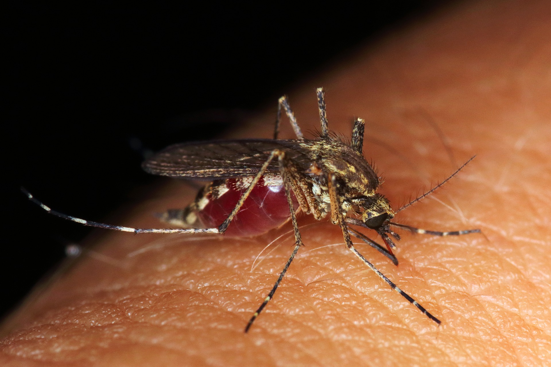 mosquito on human skin, while sucking blood