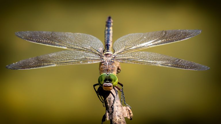 Dragonflies Eat Mosquitoes