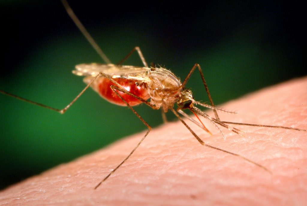 mosquito sucking human blood